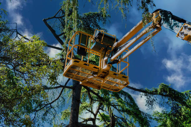 Reliable Bangor, ME Tree Service Solutions